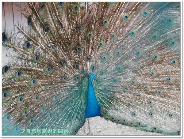 台開心農場:花蓮 台開心農場~探訪花蓮溪口的美麗祕境