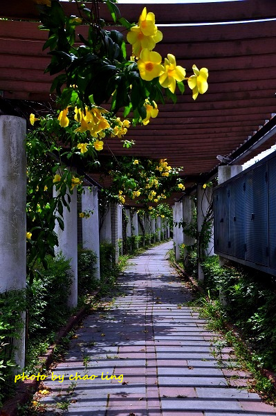 柑園國中-4.JPG - 2016夏之豔陽(花季篇)