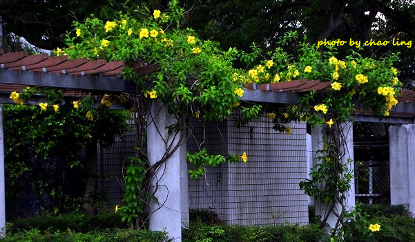 柑園國中-27.JPG - 2016夏之豔陽(花季篇)