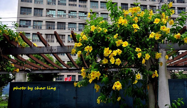 柑園國中-21.JPG - 2016夏之豔陽(花季篇)