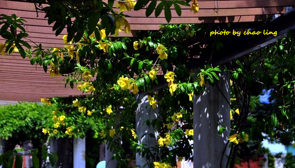 柑園國中-8.JPG - 2016夏之豔陽(花季篇)