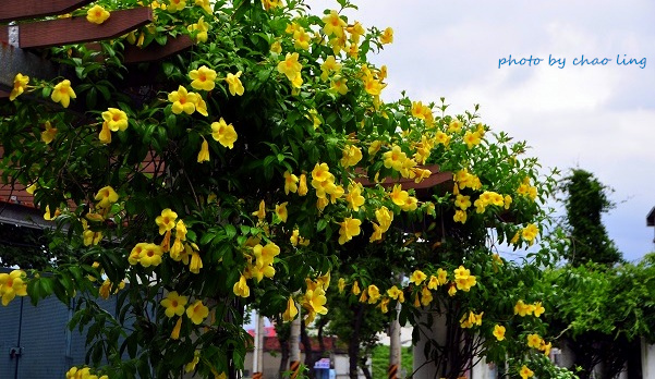 柑園國中-23.JPG - 2016夏之豔陽(花季篇)