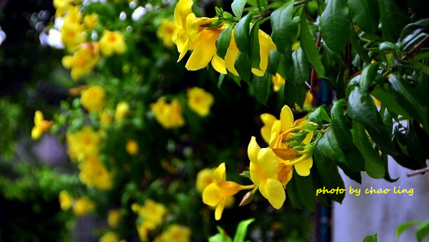 柑園國中-25.JPG - 2016夏之豔陽(花季篇)