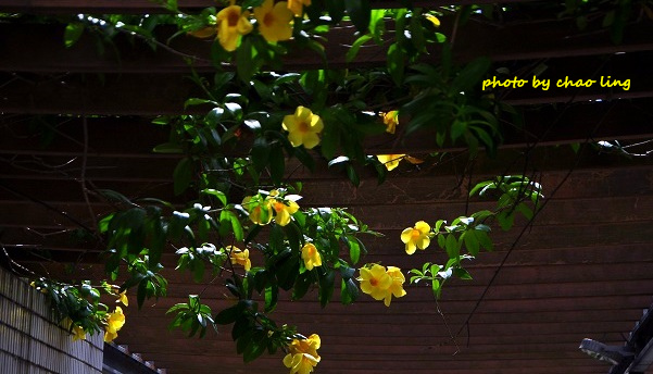 柑園國中-13.JPG - 2016夏之豔陽(花季篇)