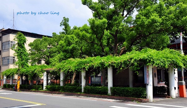 柑園國中-3.JPG - 2016夏之豔陽(花季篇)