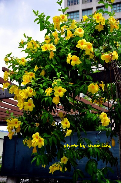 柑園國中-24.JPG - 2016夏之豔陽(花季篇)