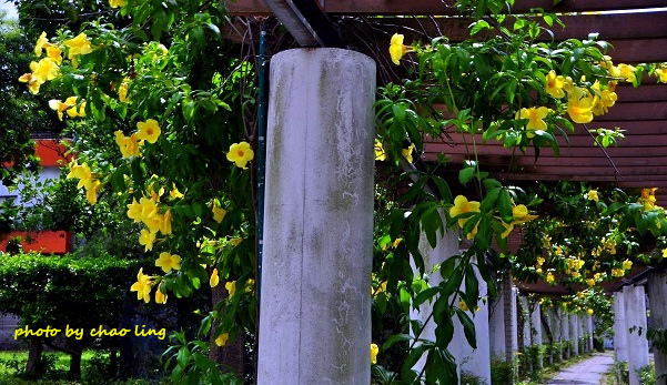 柑園國中-7.JPG - 2016夏之豔陽(花季篇)