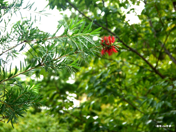 逢甲公園(Fongjia Park)：逢甲公園，小而巧的公園。