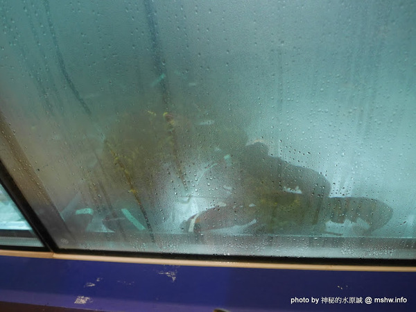 釜山．珍妮佛(文心加盟1號店)：【食記】台中釜山珍妮佛.韓國九層海鮮塔 Pusan Jennifer文心加盟1號店@西屯捷運BRT市政府 : 鮮味滿滿!仙女下凡有看頭？