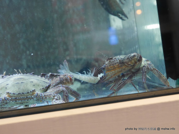 釜山．珍妮佛(文心加盟1號店)：【食記】台中釜山珍妮佛.韓國九層海鮮塔 Pusan Jennifer文心加盟1號店@西屯捷運BRT市政府 : 鮮味滿滿!仙女下凡有看頭？