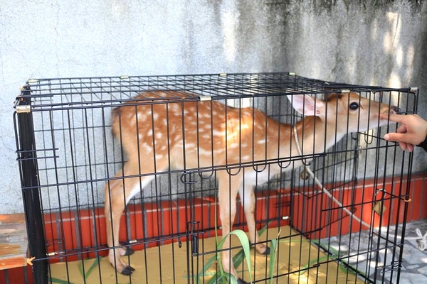 涼心青草茶：【雲林美食】雲林水林涼心青草茶♥遇到小鹿斑比♥五十年的老店
