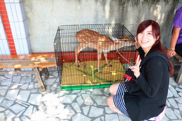涼心青草茶：【雲林美食】雲林水林涼心青草茶♥遇到小鹿斑比♥五十年的老店