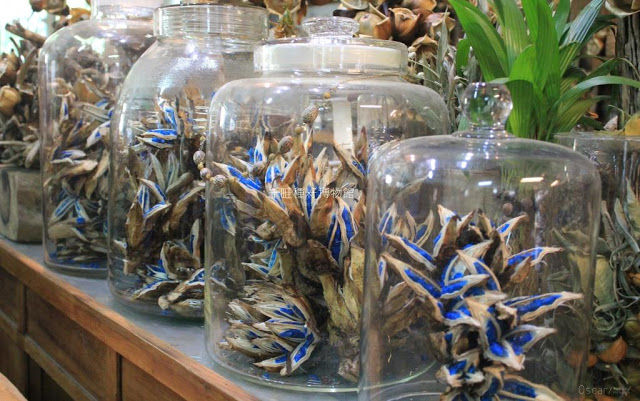 千畦種子博物館-31