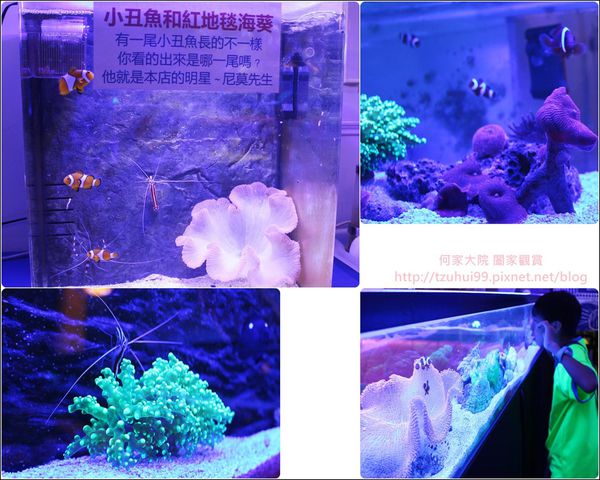 尼莫先生海洋生物主題餐廳 13.jpg