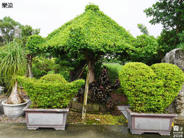 樂涼園藝餐廳：樂涼休閒園藝咖啡餐廳，南投老字號餐飲店~