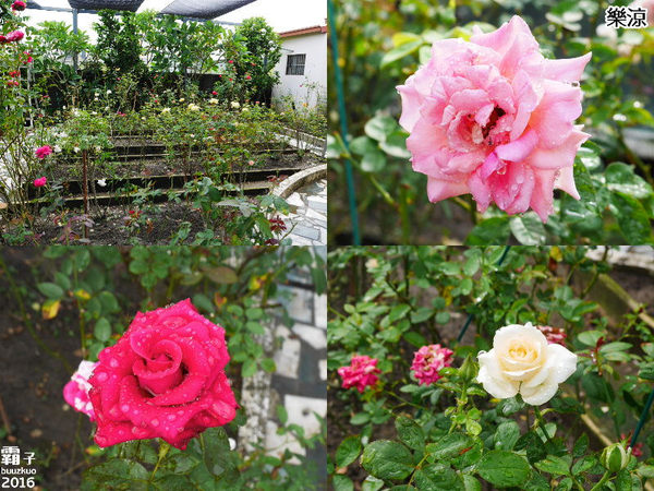 樂涼園藝餐廳：樂涼休閒園藝咖啡餐廳，南投老字號餐飲店~