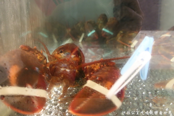 樂聚:板橋火鍋『樂聚鍋物』涮涮鍋/痛風蝦蝦鍋