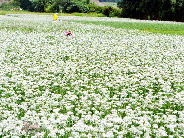 中新里韭菜花海11-有如白色花毯