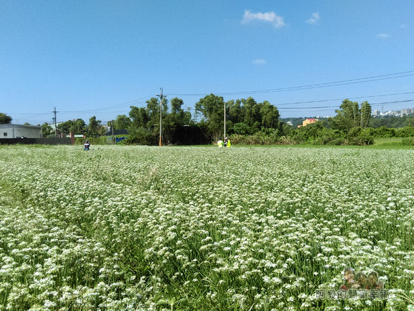 2015花況01-有如白色雪毯覆蓋般美麗的韭菜花海