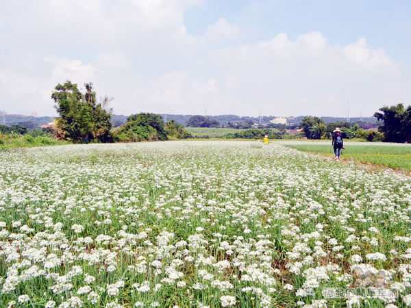 中新里韭菜花海10-韭菜花田