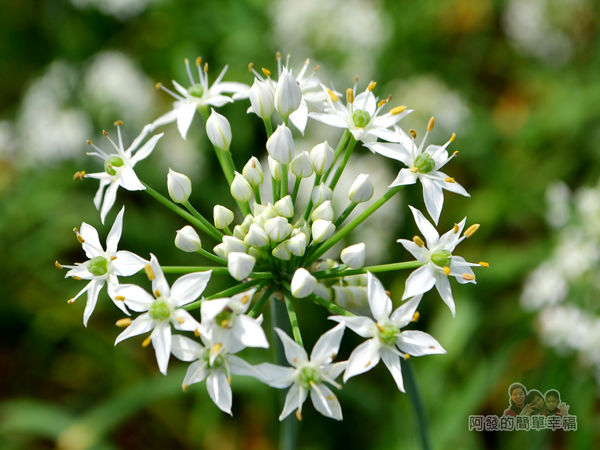 中新里韭菜花海16-尚未全綻的韭菜花