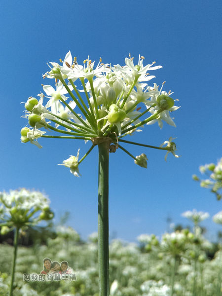 2015花況08-韭菜花與湛藍的天空相印