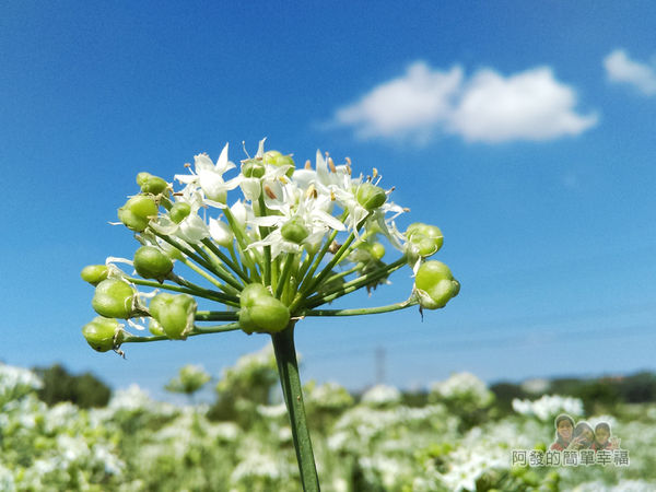 2015花況02-韭菜花特寫