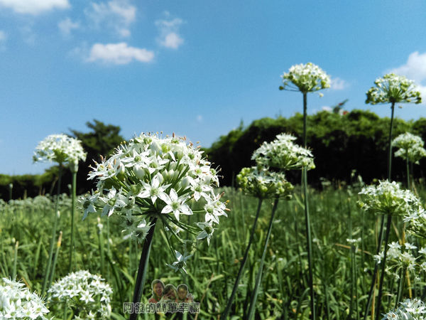 2015花況07-爭綻的韭菜花