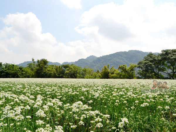 中新里韭菜花海13-可惜不是晴天不然會更美