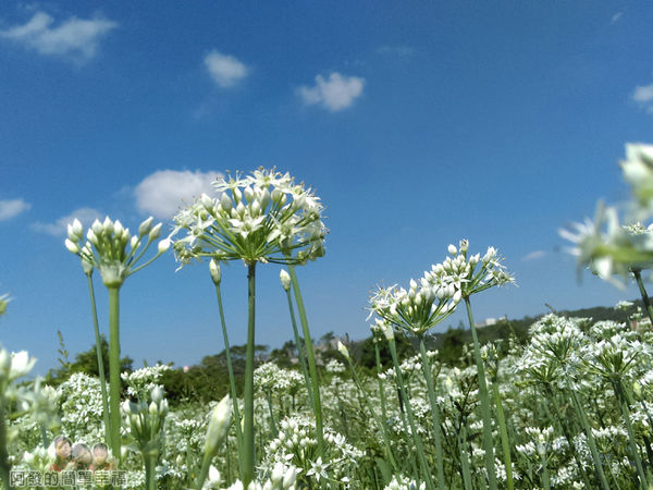 2015花況05-昆蟲眼下的巨大韭菜花樹