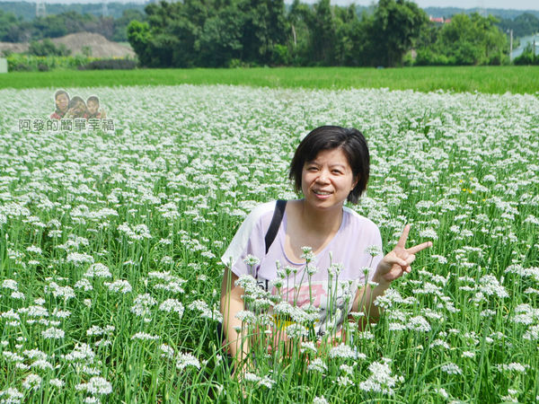 中新里韭菜花海14-花海中留影