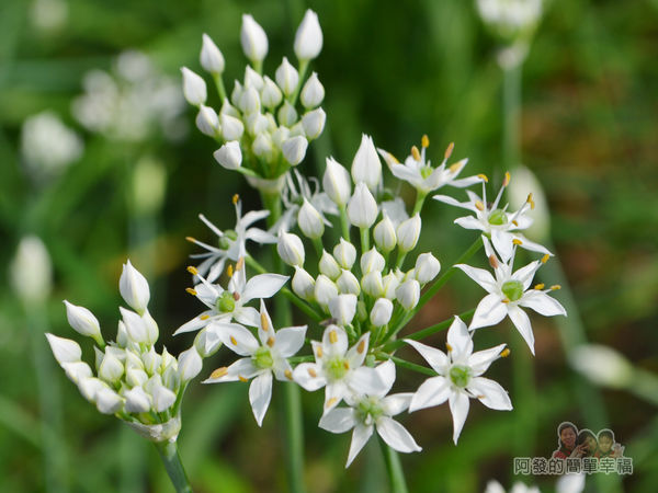 中新里韭菜花海07-含苞待綻的韭菜花
