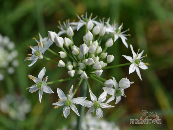 中新里韭菜花海08-尚未全綻的韭菜花