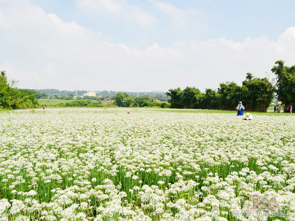中新里韭菜花海06-大片的白色花海