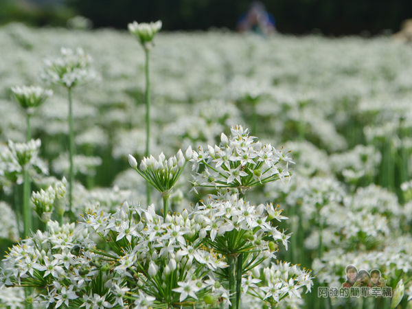 中新里韭菜花海09-白色花叢中