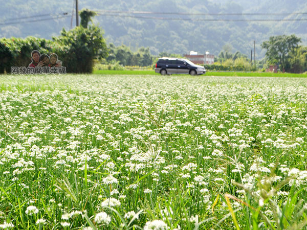 中新里韭菜花海05-迷人的田園風光