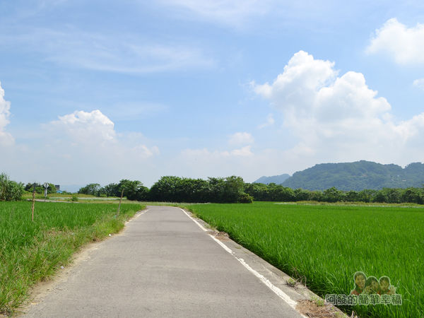 中新里韭菜花海20-花田尾端