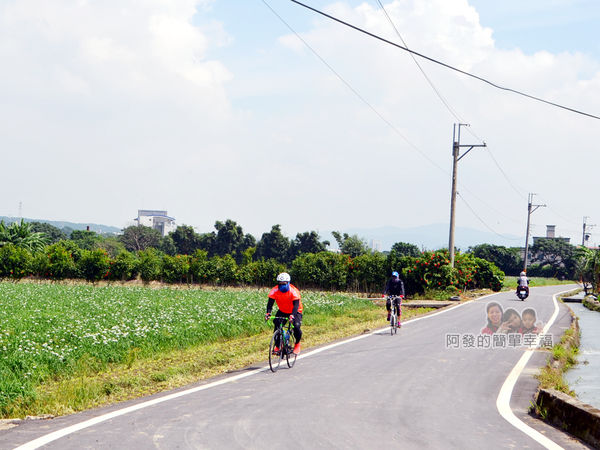 中新里韭菜花海12-騎自行車的人們