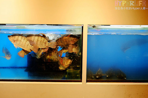 城裡城外巫山烤魚 (7)