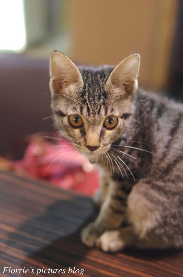 杯沿溫度咖啡(基隆分店):基隆美食~杯沿溫度咖啡 Hand temperature CAFE~來瓶超美的漸層飲料,享受悠閒的下午茶時光