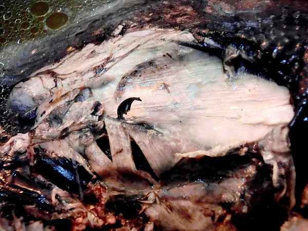 立瑞畜產:立瑞畜產 放漫穀雞系列組合