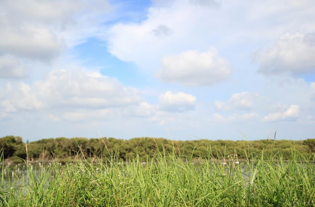 海寮紅樹林-18