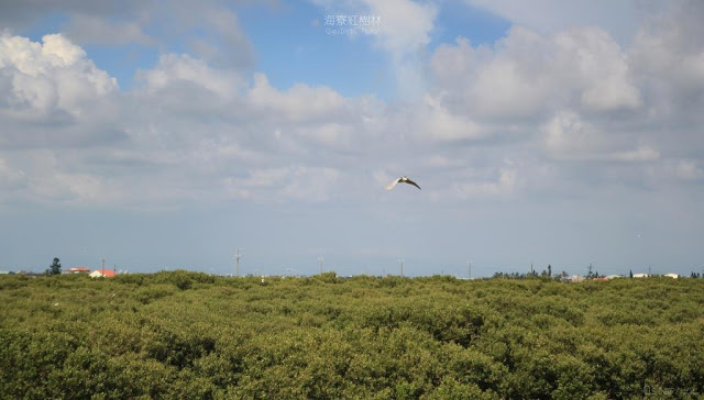 海寮紅樹林-7