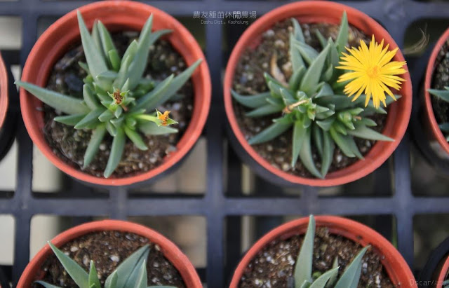 農友種苗總部及休閒農場-3