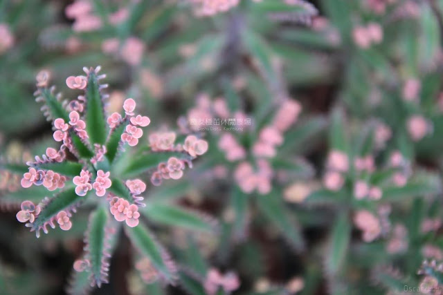 農友種苗總部及休閒農場-13