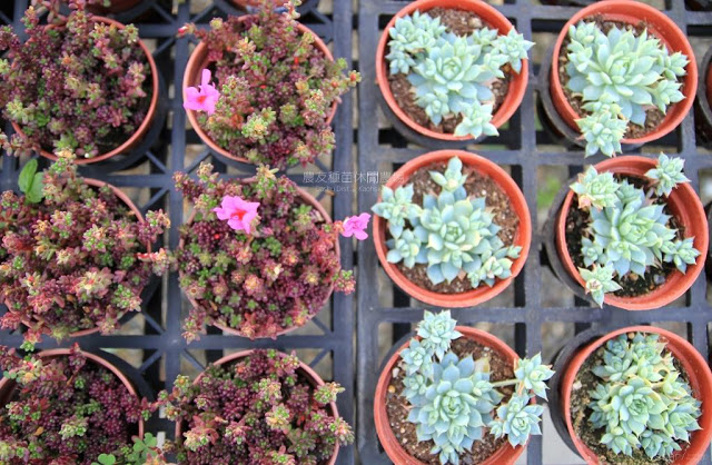 農友種苗總部及休閒農場-4