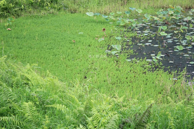 馬太鞍濕地生態園區-2