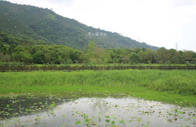 馬太鞍濕地生態園區-4