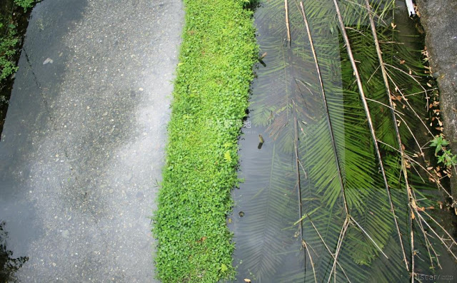 馬太鞍濕地生態園區-7