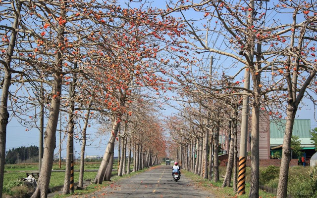 將軍木棉道巡禮-14